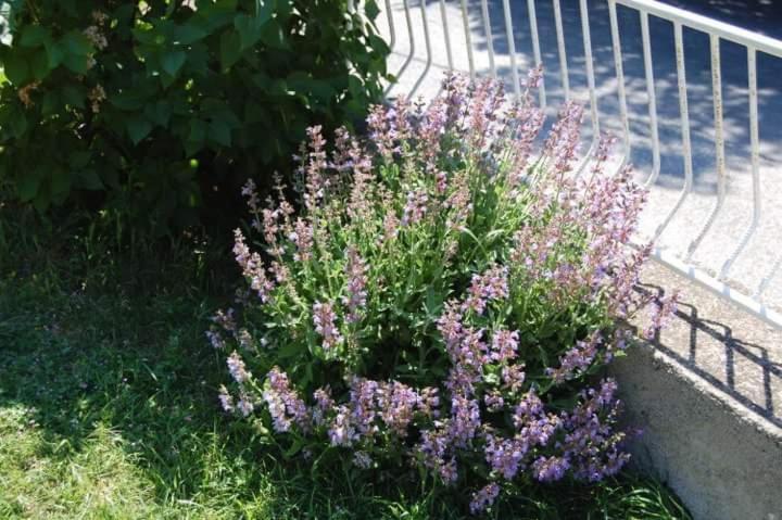 Apartman Nata Senj  Bagian luar foto